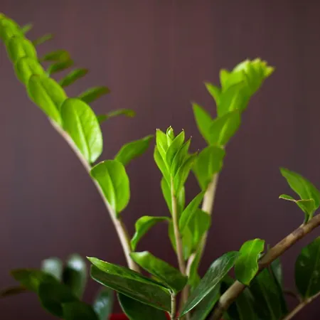 George Rooms&suites Himarë