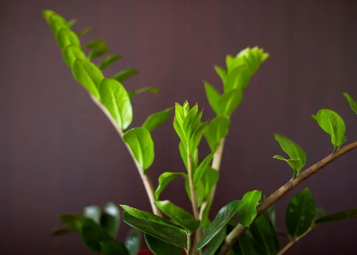 George Rooms&suites Himarë